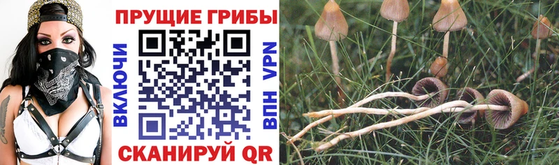 купить наркоту  Шелехов  Галлюциногенные грибы GOLDEN TEACHER 